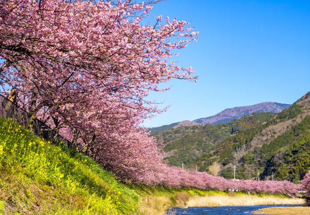 嵐山の桜の見頃は トロッコから見る桜のライトアップは感動モノ
