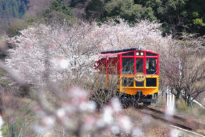 嵐山の桜の見頃は トロッコから見る桜のライトアップは感動モノ