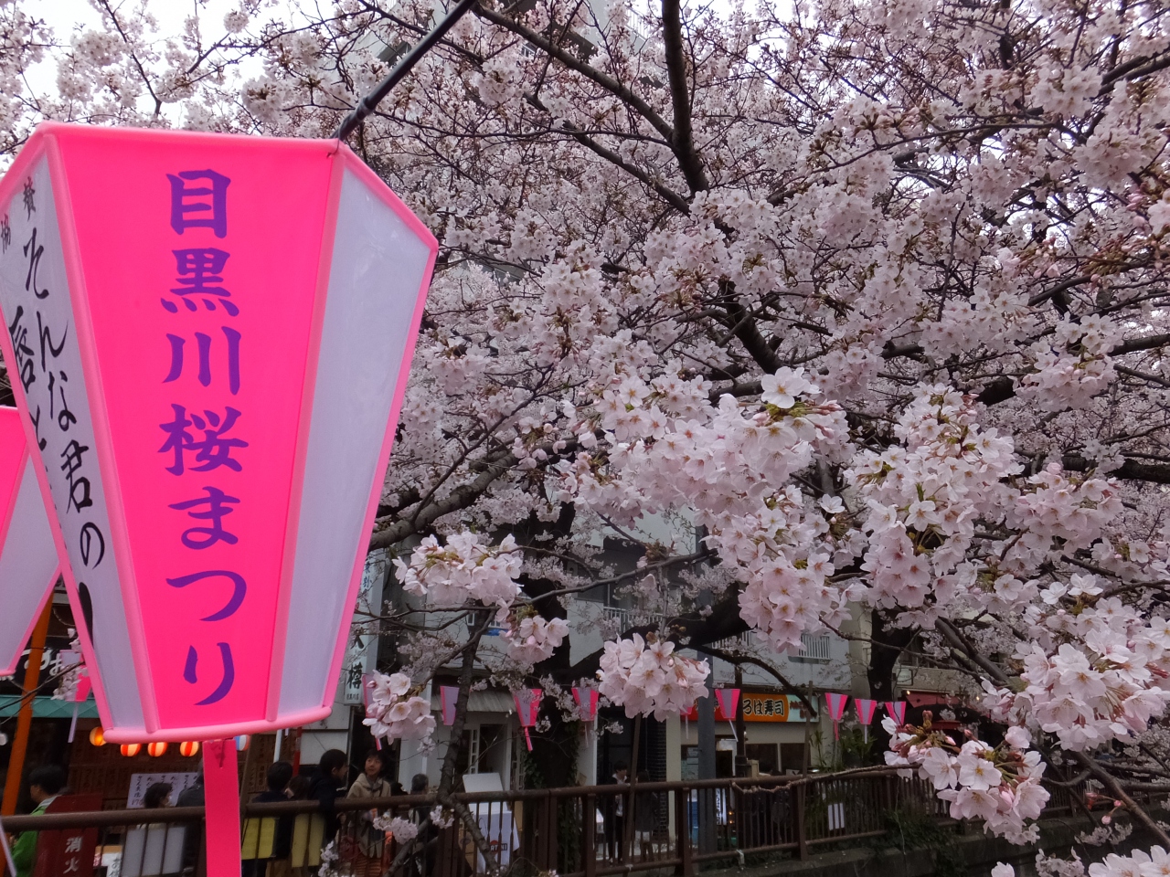 目黒川の桜は狂い咲き 幻想的なイルミネーションの虜になってしまいます