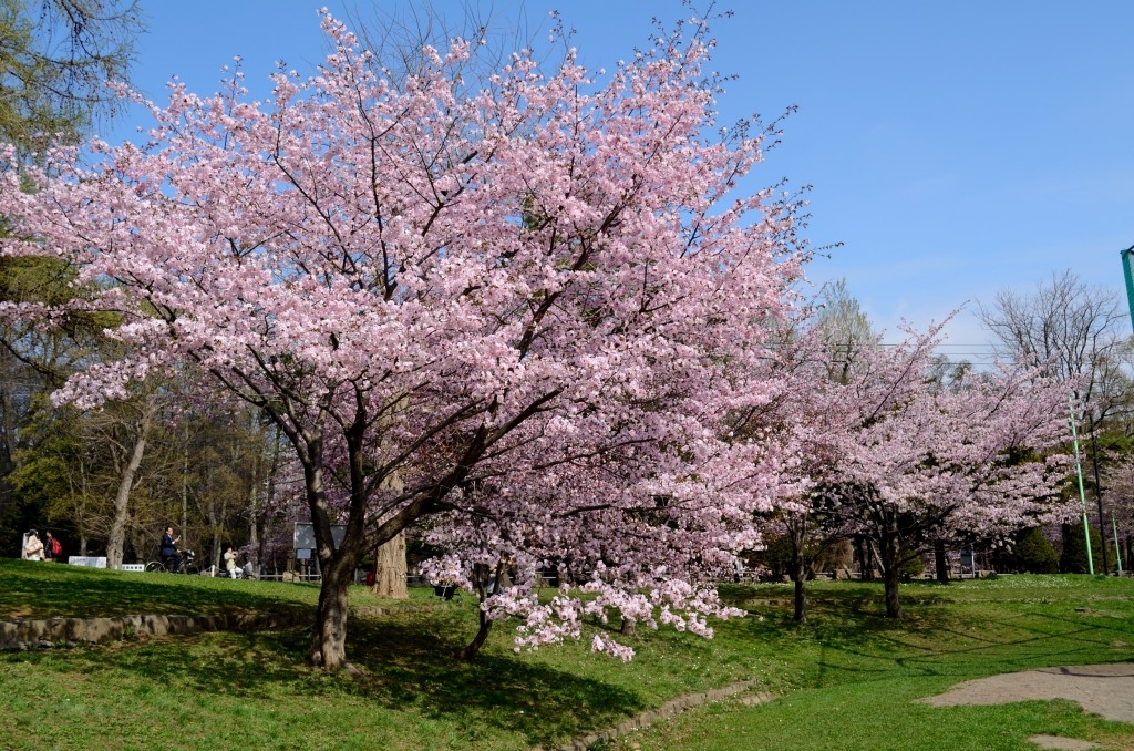 円山公園 札幌 の花見情報 桜のライトアップや出店 安い駐車場について